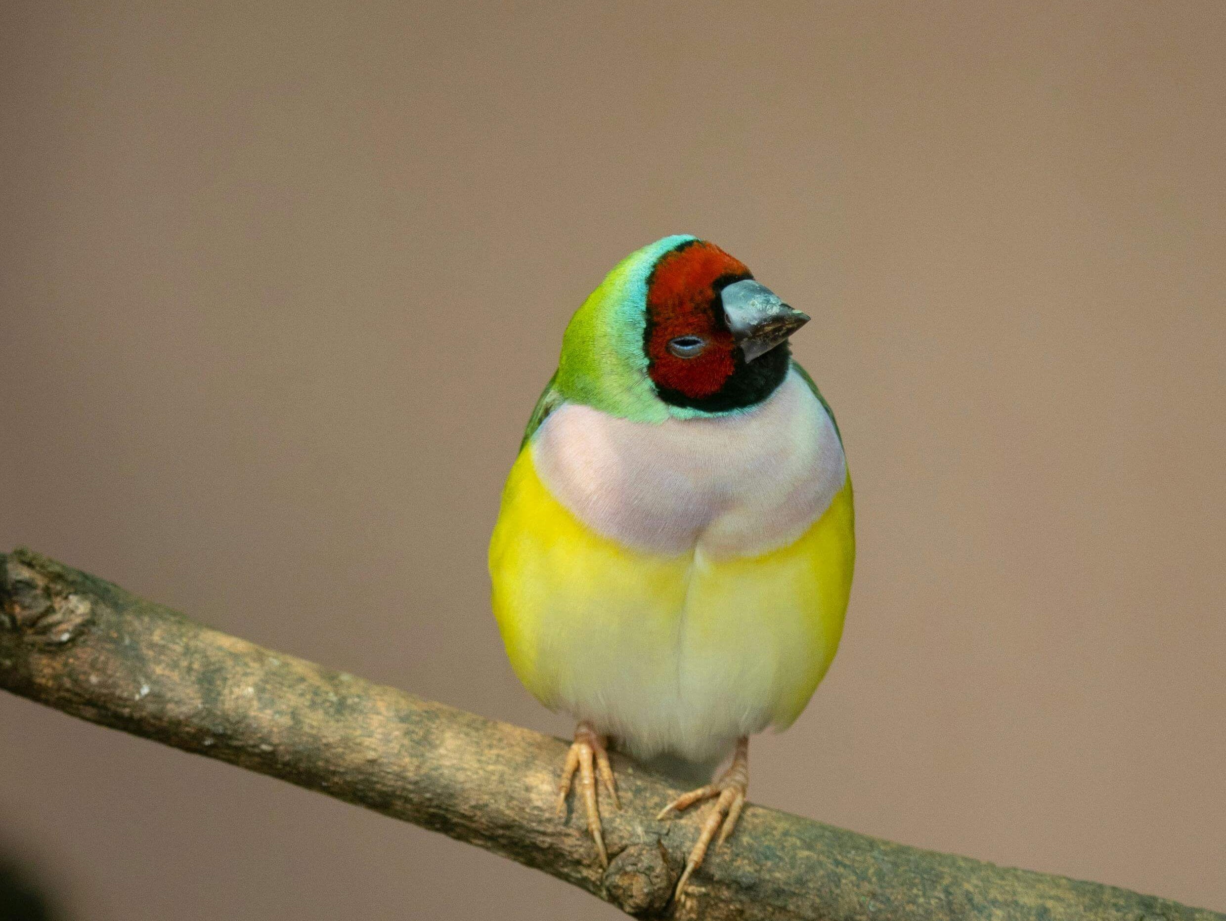 A Gouldian Finch on a Twig