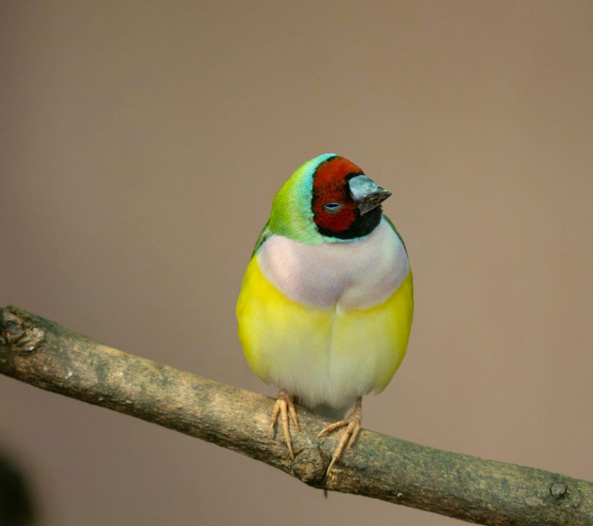 A Gouldian Finch on a Twig