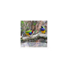 Matt 6:26, Gouldian Finches, He'll Care for You Die-Cut Magnet