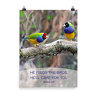 Matt 6:26, Gouldian Finches, He'll Care for You Enhanced Matte Paper Poster