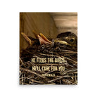 Matt 6:26, Baby Robins, He'll Care for You Premium Luster Photo Paper Poster